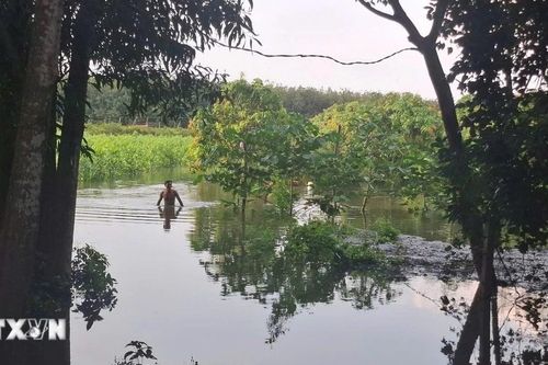 Thành phố Hồ Chí Minh: Hàng chục hecta hoa màu bị ngập do mưa lớn và xả lũ