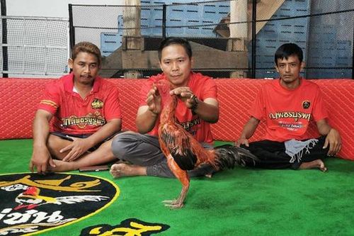 Con gà chọi được trả 2,8 tỷ đồng, người đàn ông từ chối bán