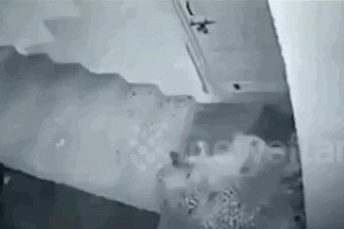 Báo hoa mai lẻn vào tòa nhà lúc nửa đêm, hạ gục chó chỉ bằng một cú tấn công