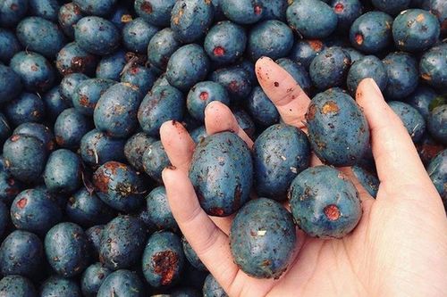 Đặc sản độc nhất vô nhị của Phú Thọ, phải kho cùng cá mới đúng bài