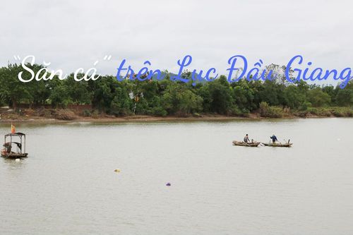 'Săn cá' trên Lục Đầu Giang