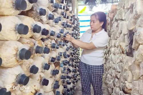 Vì một Đồng Xoài văn minh, sinh thái, nghĩa tình