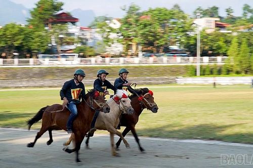 Sôi nổi khai mạc Giải đua ngựa hàng tuần tại Cao nguyên trắng Bắc Hà