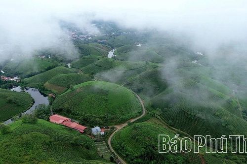 Chè Minh Đài vươn tầm 'nguyên liệu ngoại'