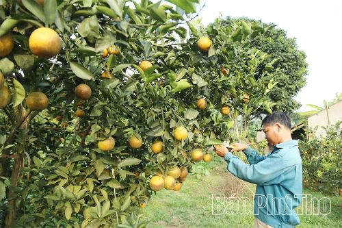 Lễ hội cam Cao Phong và Hội chợ triển lãm giới thiệu các sản phẩm đặc trưng vùng đồng bào dân tộc thiểu số và miền núi sẽ diễn ra từ ngày 12 - 18/12