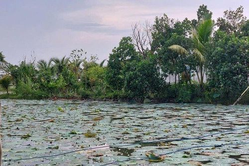 Cảnh báo từ bẫy chuột bằng điện: Ruộng sen còn đó, nhưng mạng người đã mất