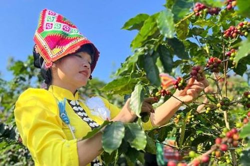 Sơn La: Rộn ràng Ngày hội hái cà phê ở Chiềng An