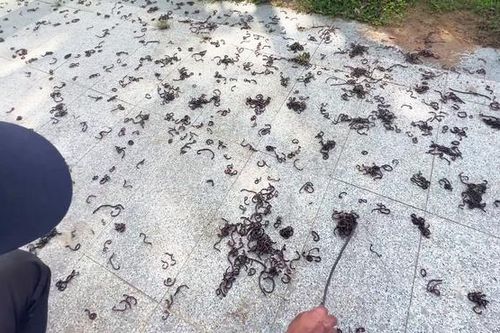 Chuyên gia nói gì việc hàng nghìn con giun bò lên mặt đất một cách bất thường?