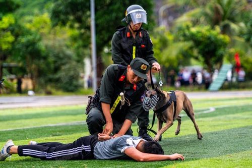 Video cảnh khuyển bắt tội phạm vận chuyển ma túy, thuốc nổ