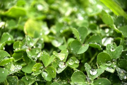 Loại rau duy nhất đạt 100/100 điểm về xếp hạng bổ dưỡng