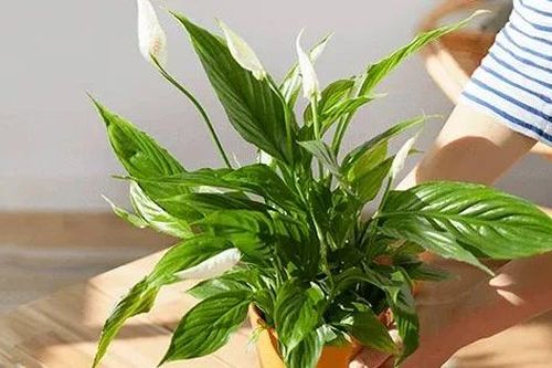 Trồng ngay 3 cây phong thủy vàng, thu hút tài lộc cực mạnh