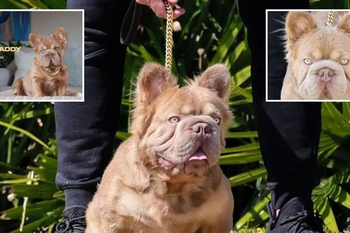 Tận mục chú chó hơn 3 tỷ đồng hút hàng chục nghìn người hâm mộ