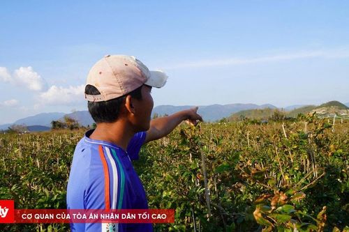 Bão số 13 gây thiệt hại nặng tại 'thủ phủ mai vàng' An Nhơn