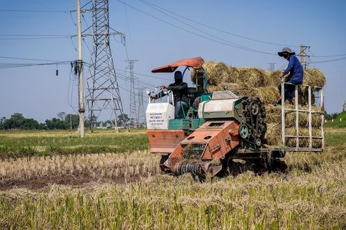 Từ rơm rạ thành 'vàng': Nông dân Ninh Bình kiếm trăm triệu mỗi mùa gặt