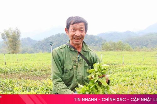 Giảm nghèo bền vững từ mô hình trồng chè ở xã Sơn Hồng