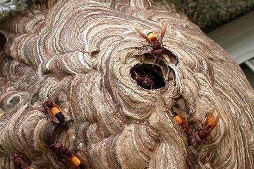 Đang dọn dẹp nhà, người đàn ông 45 tuổi bị con vật quen thuộc đốt nguy kịch