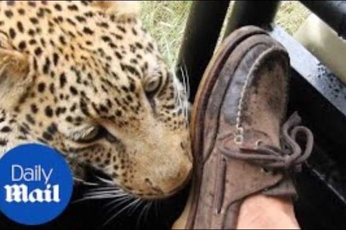 'Thót tim' trước cảnh báo hoa mai ghé thăm xe du lịch, liên tục cào chân du khách
