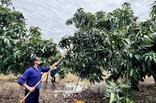 Cù Lao Giêng vươn lên thành 'thủ phủ' xoài xuất khẩu miền Tây