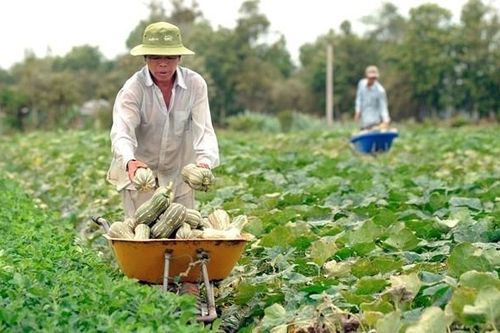 Sửa đổi Nghị định 98: Tăng sức cạnh tranh, hội nhập cho nông sản Việt