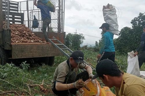Doanh nghiệp tăng thu mua, tỉnh định hướng phát triển bền vững