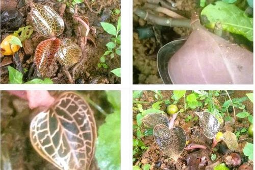 Phát hiện loài lan gấm ngọc vân hồng quý hiếm tại khu rừng ở Thanh Hóa