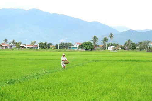Nông dân xã Vạn Ninh chăm sóc lúa vụ mùa sau mưa ngập