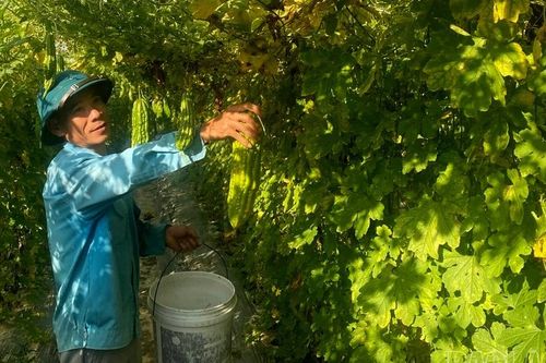 Nhộn nhịp vụ đông trên cánh đồng Mường Lò
