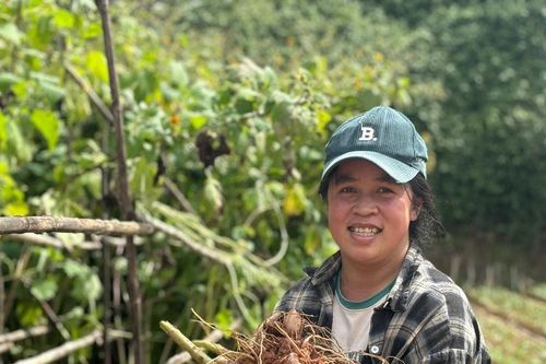 Khoai sâm gia nhập làng nông sản phố núi