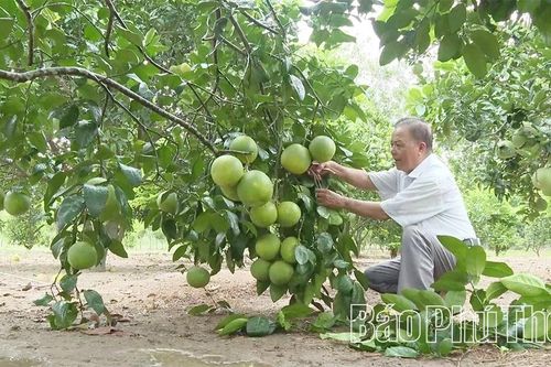 Gương sáng người cao tuổi làm kinh tế giỏi