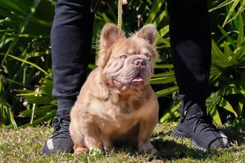 Chú Bulldog đắt nhất thế giới có giá 3 tỷ đồng sở hữu những nét đẹp hiếm có