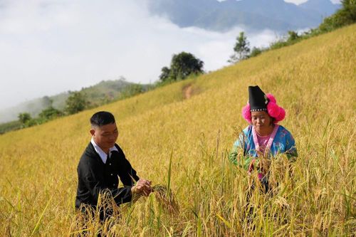 Lễ mừng cơm mới - nét đẹp văn hóa truyền thống dân tộc Mông ở Điện Biên