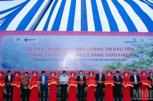 Quảng Trị xuất khẩu lô hàng hạt trẩu đầu tiên sang Ấn Độ