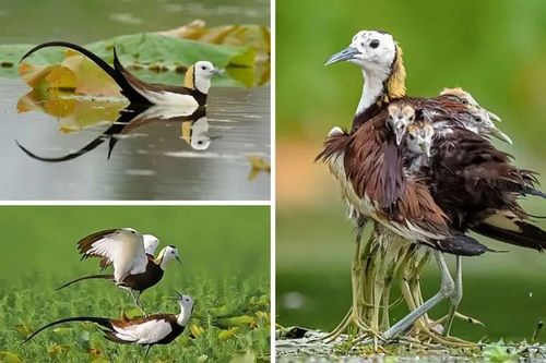 Những sự thật động vật dễ thương khiến bạn bất ngờ và thích thú (II)