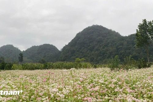 'Miền đá nở hoa' - Lễ hội du lịch đặc sắc níu chân du khách