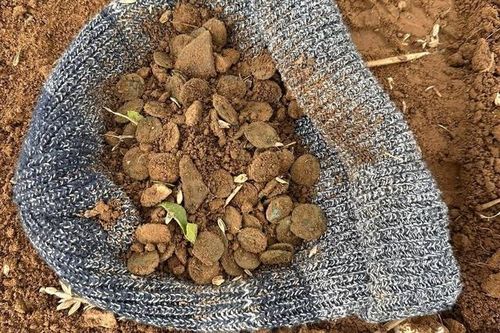 3 người đàn ông đào được 'kho báu' quý giá trên cánh đồng