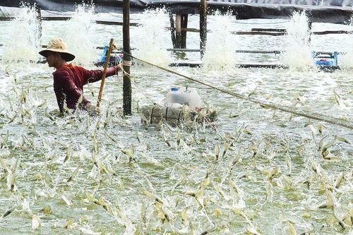 Ngành tôm 'chuyển mình' hướng tới tương lai xanh