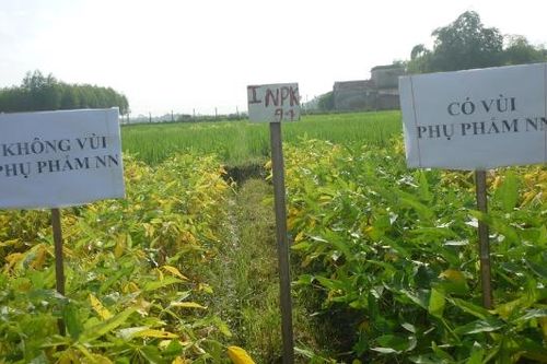 Phụ phẩm nông nghiệp - 'nguồn vàng' cải tạo đất xám bạc màu
