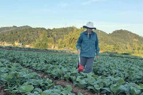 Nông dân Kỳ Lừa sản xuất sau bão