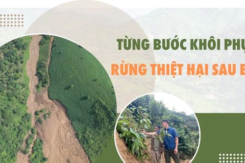 Từng bước khôi phục rừng thiệt hại sau bão