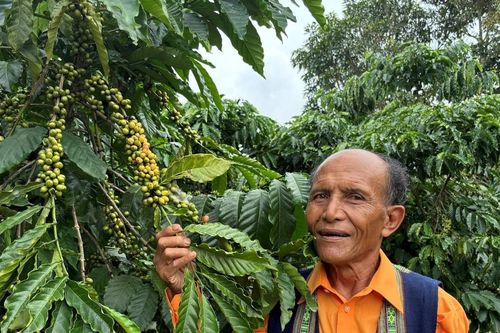Người K'Ho ở Đam Rông 2 học theo cụ Jê Rê làm rẫy giỏi