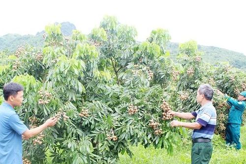 Nghị quyết từ Đại hội Đảng đi vào cuộc sống