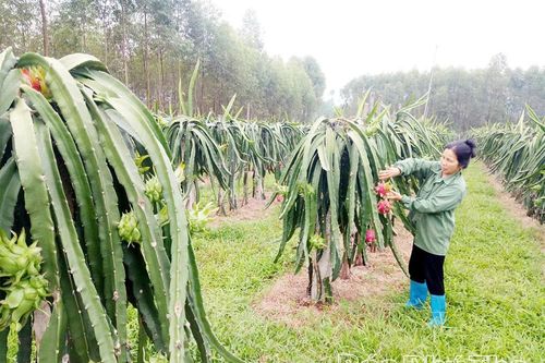 Thanh long trên vùng đất khó