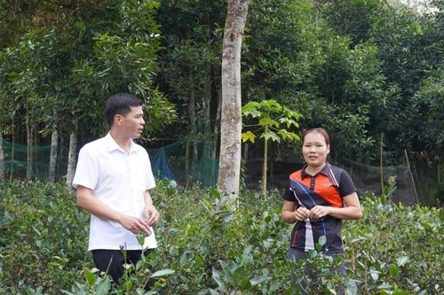 Xã Yên Phong, Thái Nguyên: Phát huy nội lực, vững bước trên hành trình thoát nghèo