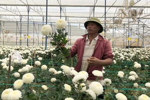 'Điểm nghẽn' giống cây trồng khiến HTX thua ngay trên sân nhà
