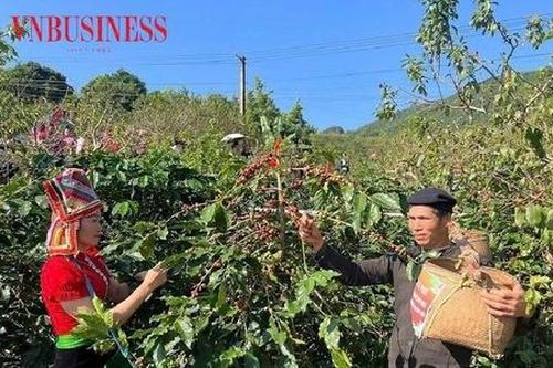 Cà phê Arabica tạo nguồn sinh kế thoát nghèo ở bản làng Sơn La