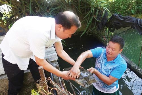 Nuôi ba ba - mở hướng phát triển cho thủy sản hàng hóa
