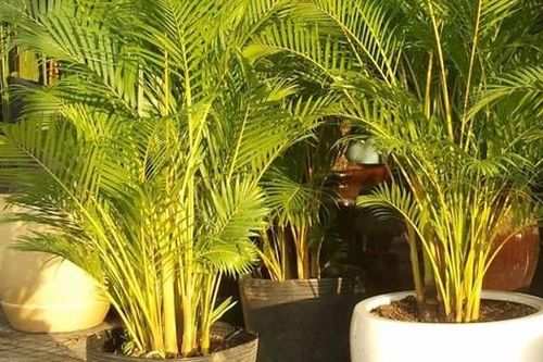 Xanh tốt quanh năm, loại cây phong thủy này mang tới sự sang trọng, hút tài lộc, được giới nhà giàu thích trồng trước cửa nhà