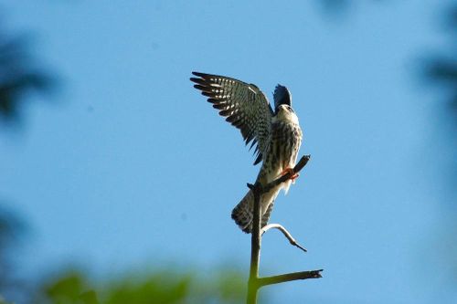 Loài chim di cư hiếm thấy vừa 'ghé thăm' Việt Nam