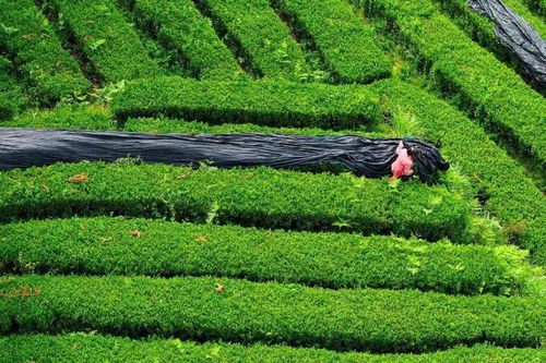 Trung Quốc nhảy vào cuộc đấu matcha