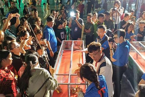 Độc lạ Cà Mau: Chen chân xem 'đua cua'